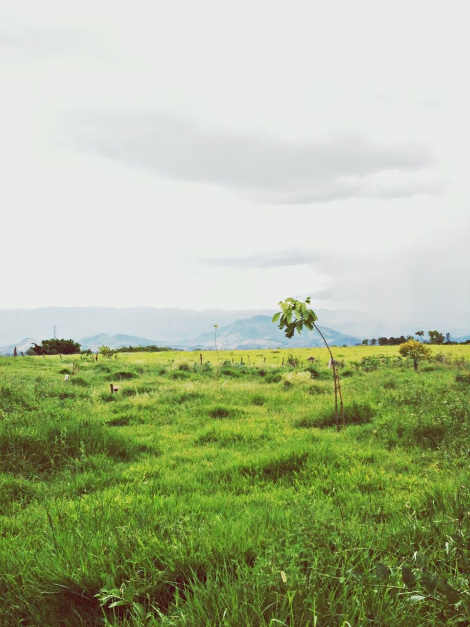 green color, growth, grass, field, tranquility, nature, tree, landscape, tranquil scene, sky, beauty in nature, plant, scenics, day, rural scene, grassy, green, non-urban scene, outdoors, no people