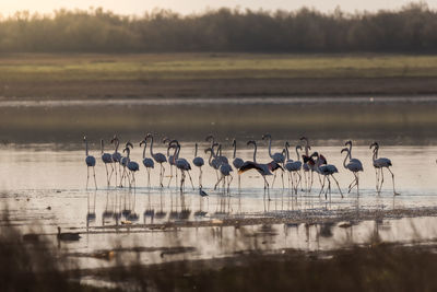 View of birds on lake