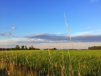 Scenic view of field against clear sky