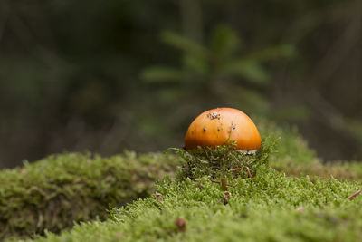 Close-up of orange mushroom growing on field