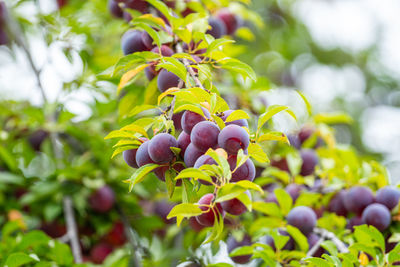 Close-up of grapes growing on tree