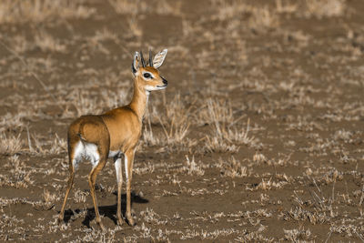 Deer standing on land