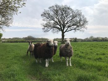 Herd of sheep on field