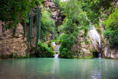 Scenic view of river amidst trees in forest