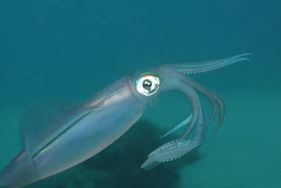 Close-up of squid swimming in sea