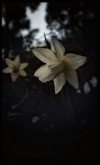 Close-up of flowers blooming outdoors