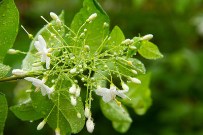 Close-up of wet flowering plant