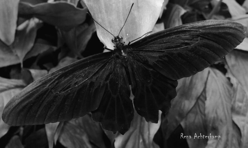 CLOSE-UP OF BUTTERFLY ON WEB