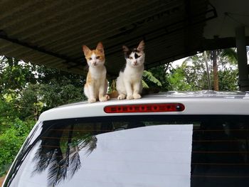 Portrait of cat sitting on car