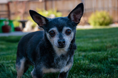 Portrait of cute dog on field