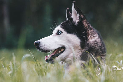 Dog looking away on field