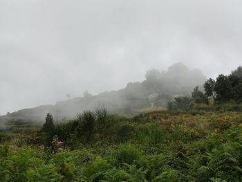 Plants growing on land against sky