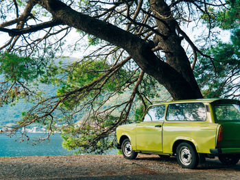 Vintage car on street by tree