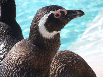 Close-up of duck in water