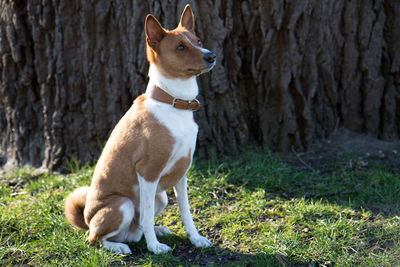 Dog looking away