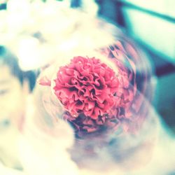 Close-up of pink flower