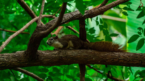 Squirrel on tree