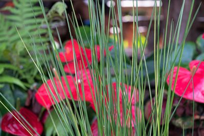 Close-up of pink flowering plants on field