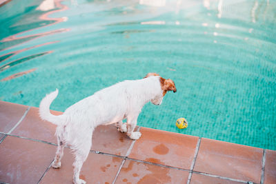 Portrait of cute jack russell dog smiling outdoors sitting by the pool, looking for his toy ball