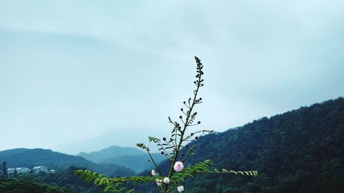 Scenic view of flowering plant against sky