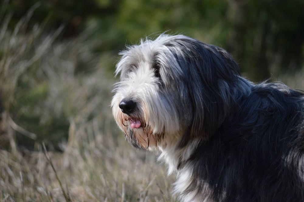 dog, domestic animals, one animal, animal themes, mammal, pets, animal head, animal hair, close-up, focus on foreground, animal body part, field, looking away, portrait, sticking out tongue, outdoors, no people, loyalty, snout, day