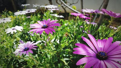 Close-up of pink flowers blooming