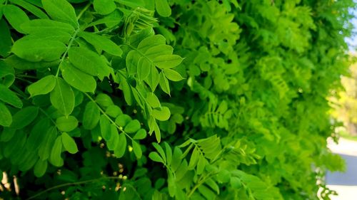 Close-up of green leaves