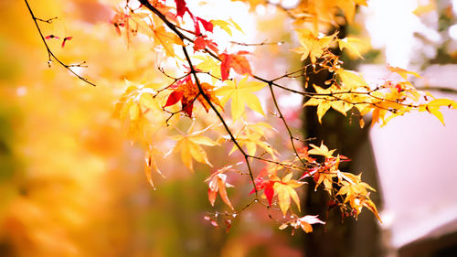 Close-up of maple leaves on tree during autumn