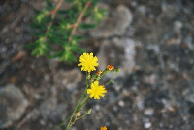 Close-up of yellow flowering plant