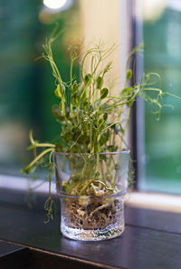 Sprouts of microgreens of peas, chickpeas or soybeans close-up in glass in window healthy vegan food