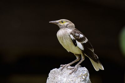 Close-up of bird perching