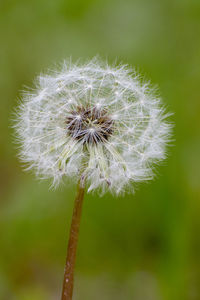 Close-up of dandelion flower