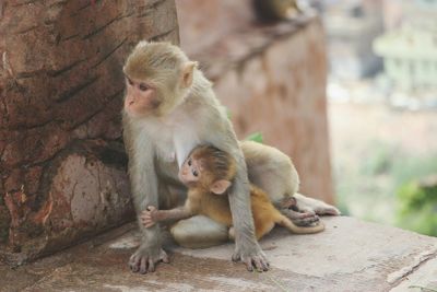 Close-up of monkey sitting on stone wall