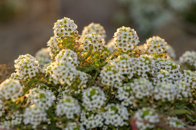 Close-up of prickly pear cactus