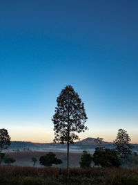 Trees against clear blue sky during sunset