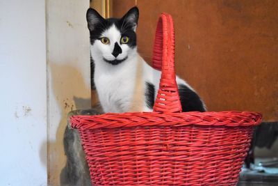 Portrait of white cat on wall