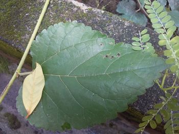 High angle view of plant leaves on land