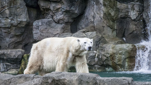 Polar bear at the zoo.