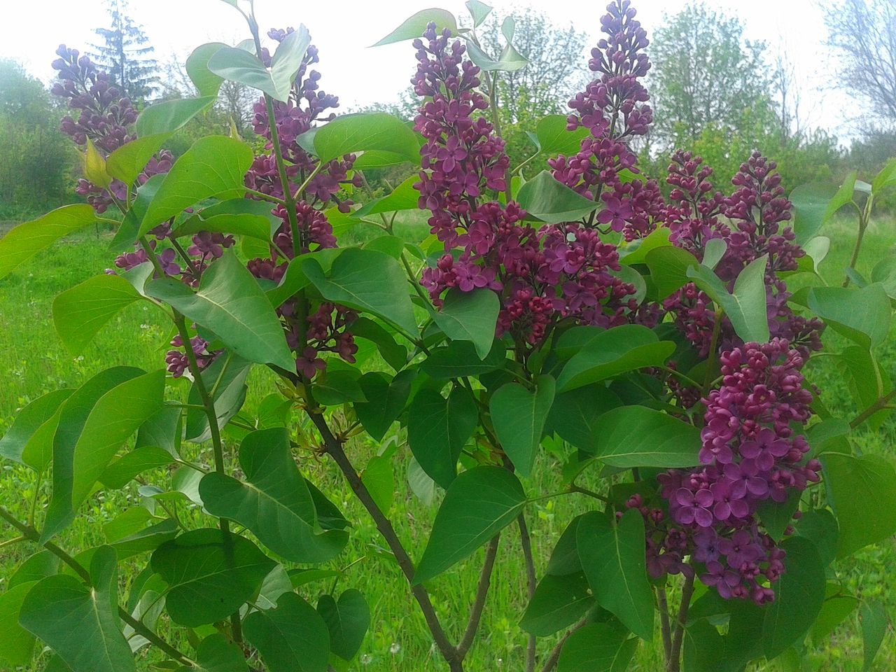 growth, leaf, flower, plant, beauty in nature, nature, freshness, fragility, green color, no people, petal, outdoors, day, pink color, lilac, blooming, flower head, close-up