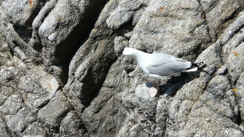 Close-up of seagull perching on rock