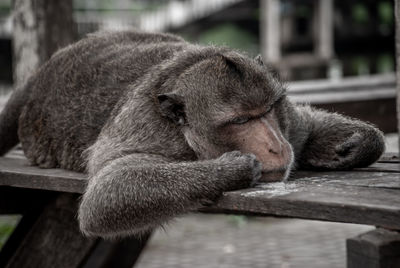 View of monkey sitting on wood