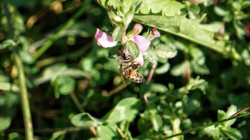 Close-up of bee pollinating flower