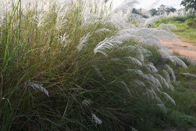 High angle view of grass on land