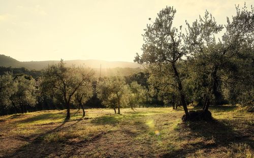 Trees on field against sky