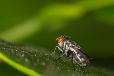 Close-up of insect on leaf