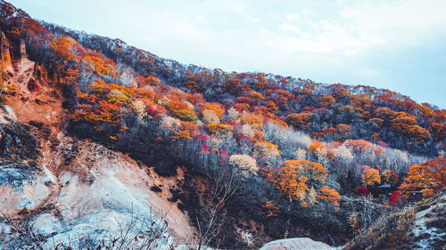 Scenic view of autumn trees against sky