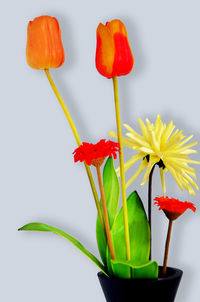 Close-up of red chili peppers against white background