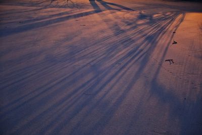 High angle view of a horse on sand