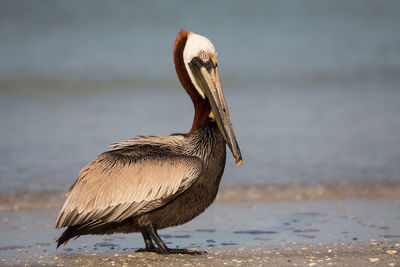 Close-up of pelican on shore