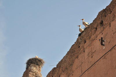 Low angle view of bird flying against the sky